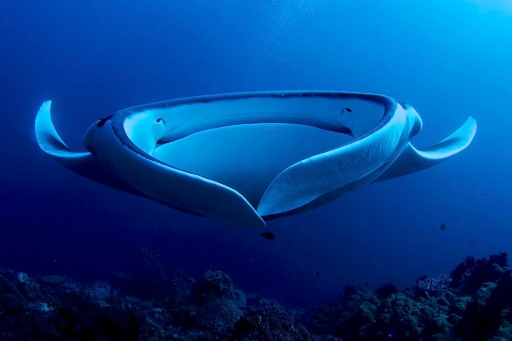 giant manta ray at socorro island, mexico