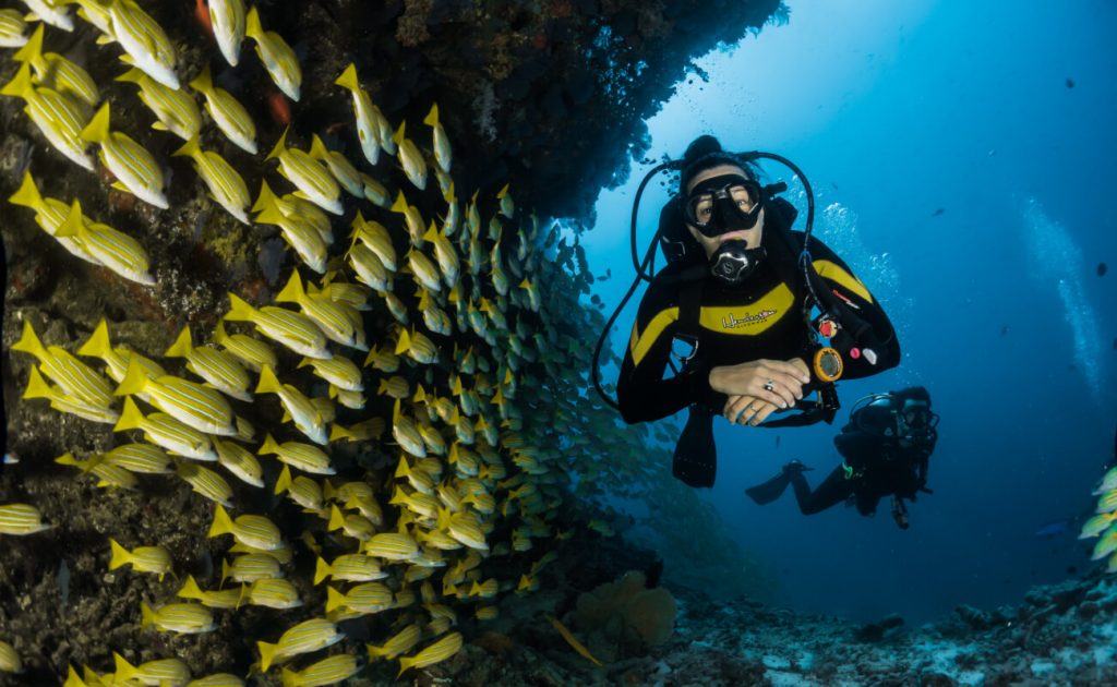 scuba divers swimming close to marine life
