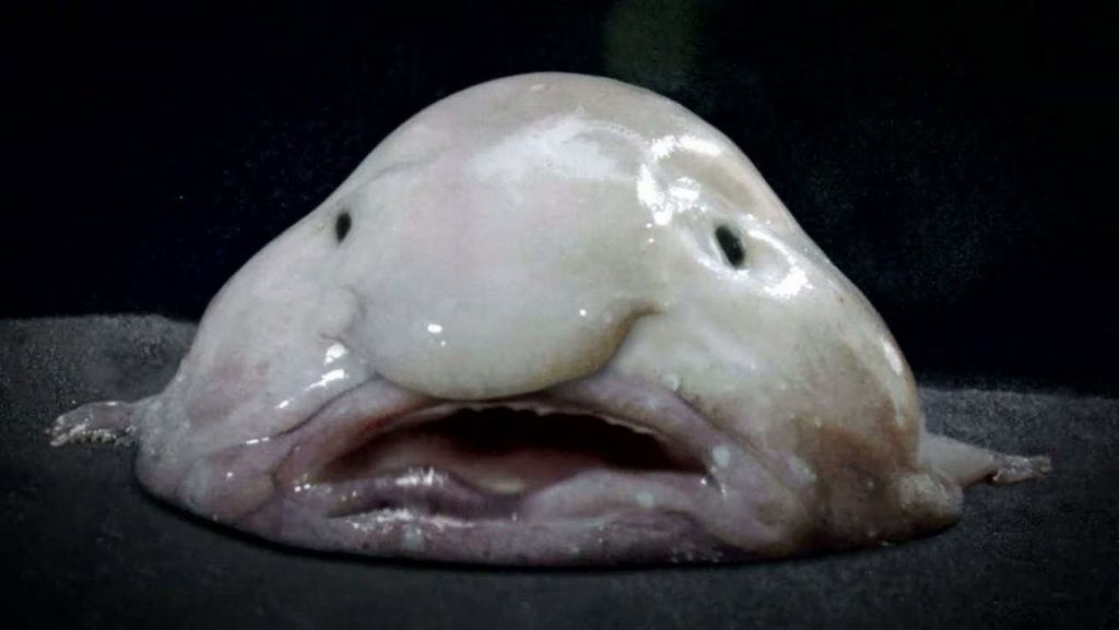 blobfish, one of the weird sea creatures
