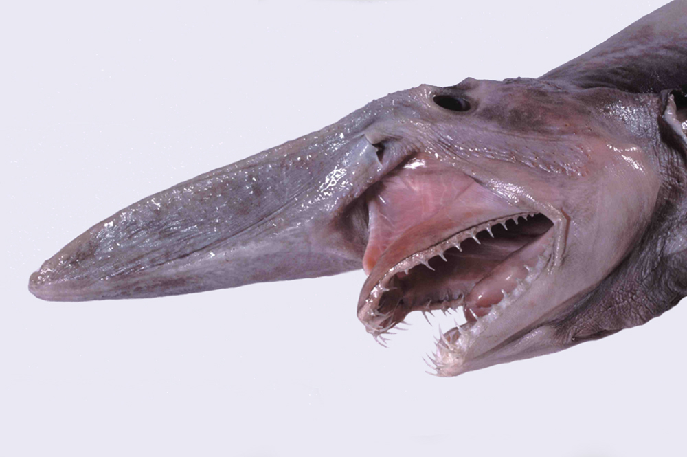 goblin shark, weird deep sea creature