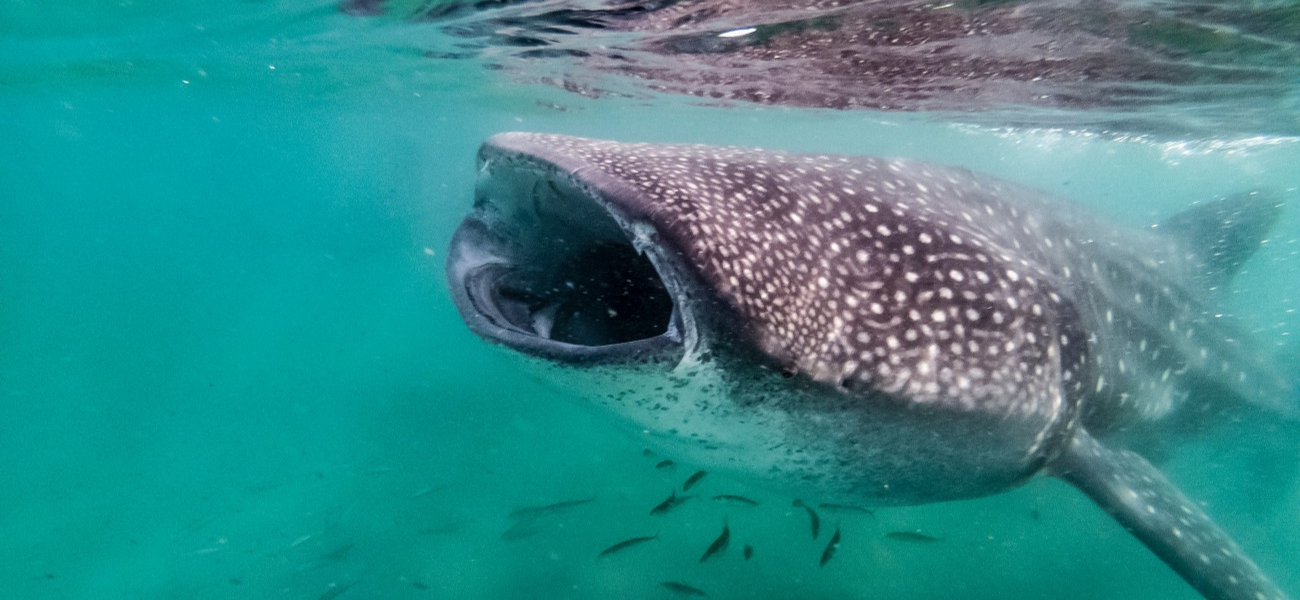 where to dive with whale sharks