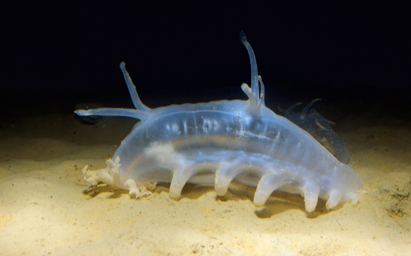 10 Weird Sea Creatures that Look Otherworldly - Dive Site Blog - Your  Source of Everything Scuba