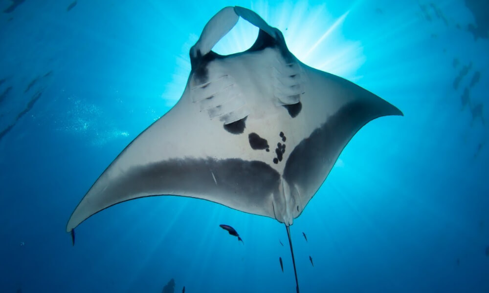 manta ray ventral surface
