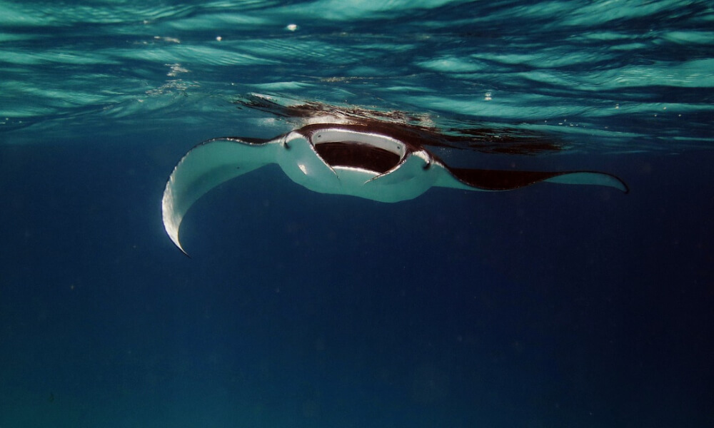manta ray front view