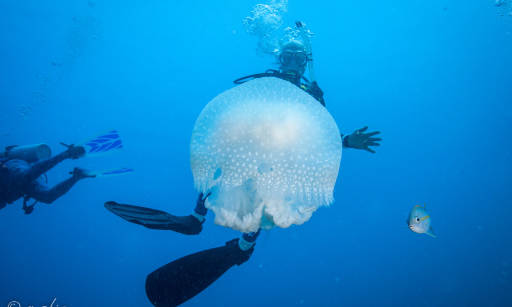 jardines de la reina, a great winter scuba diving destination