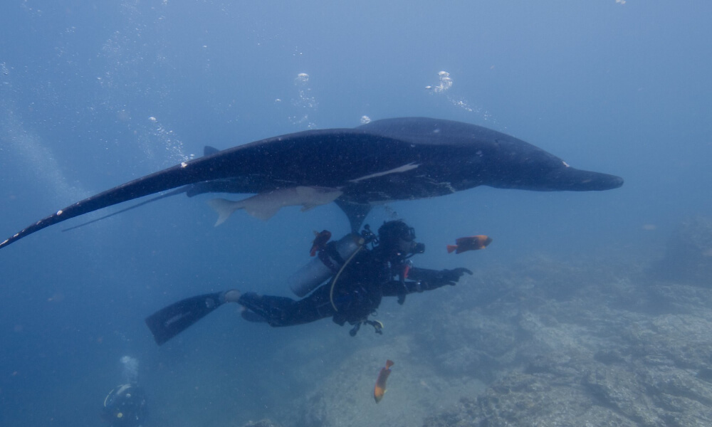 socorro island, one of the best winter scuba diving destinations