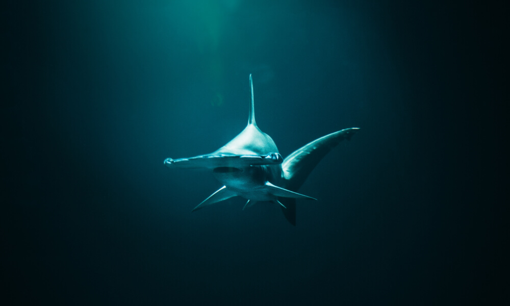 hammerhead-shark