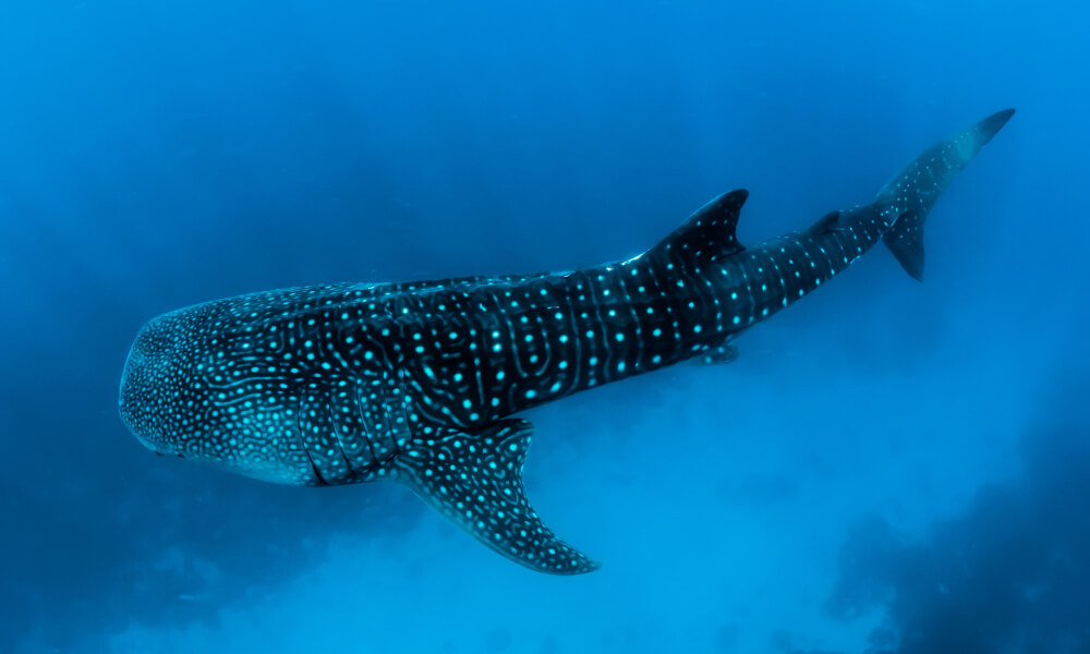 whale-shark