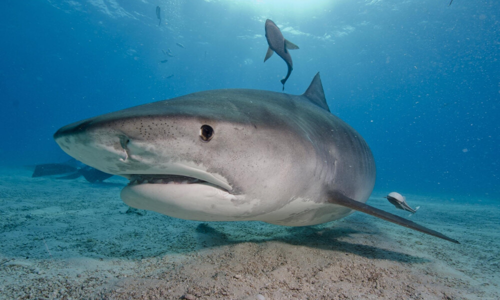 tiger-shark