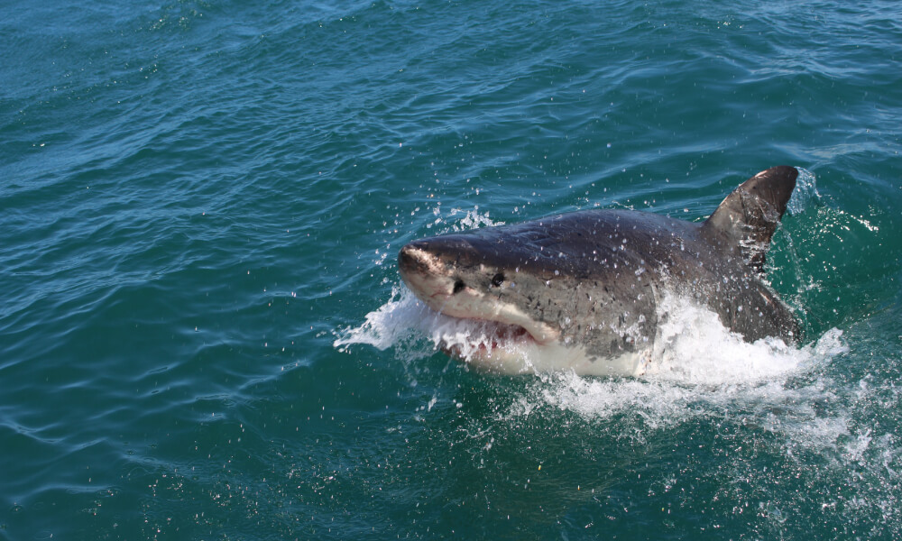 diving with sharks