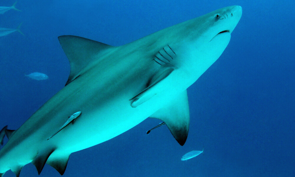 bull shark