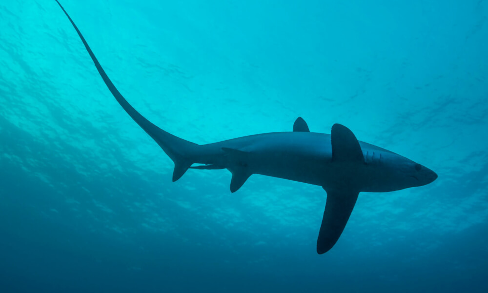 diving with sharks