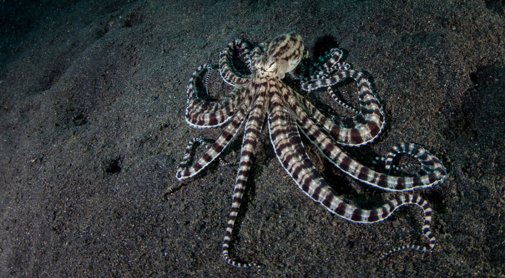 mimic-octopus lembeh strait