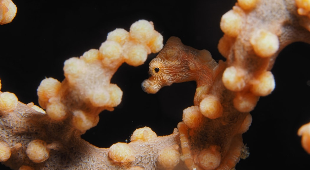 pygmy seahorse anilao philippines