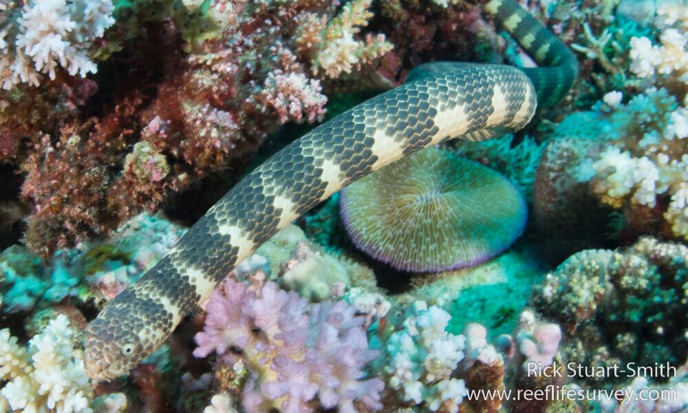 Dubois' sea snake (Aipysurus duboisii) 