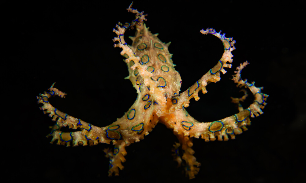 blue ringed octopus, one of the most venomous marine animals in the world