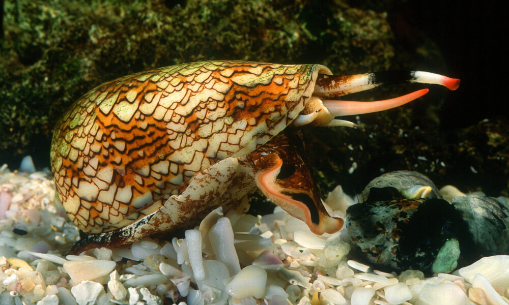 cone snail