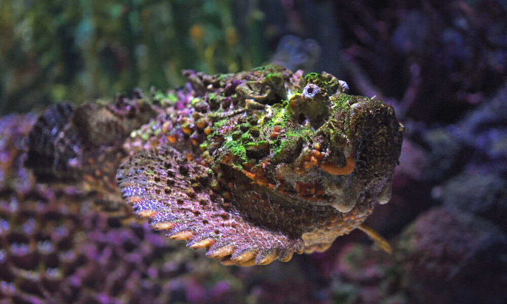 stonefish