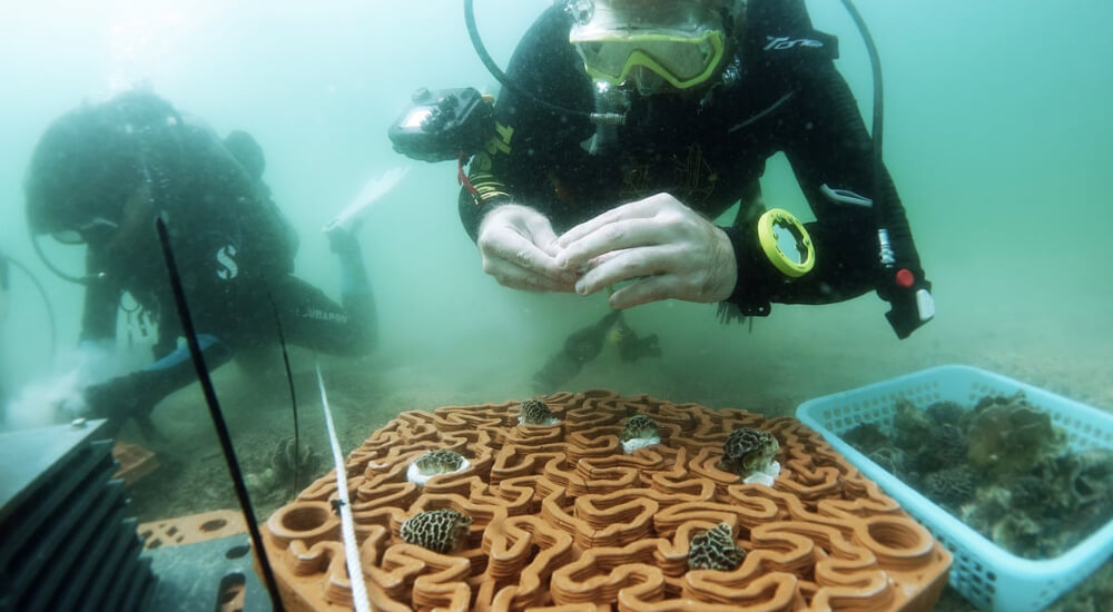 terracota tiles coral reefs