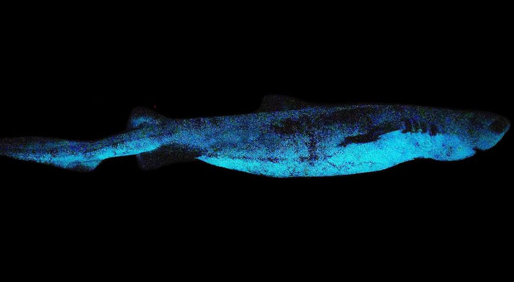 kitefin shark bioluminescence