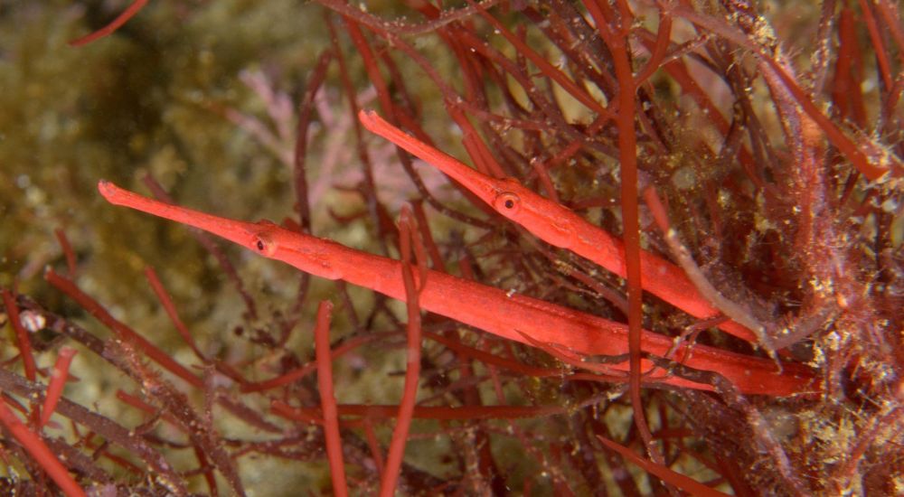 red wide bodied pipefish, among the top marine species discovered in 2020