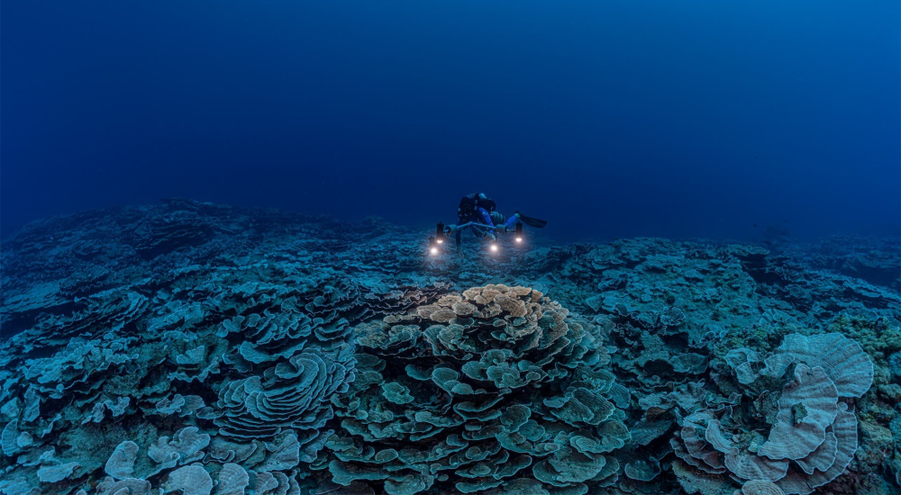 pristine coral reef tahiti